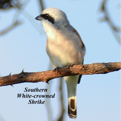 Southern White-crowned Shrike